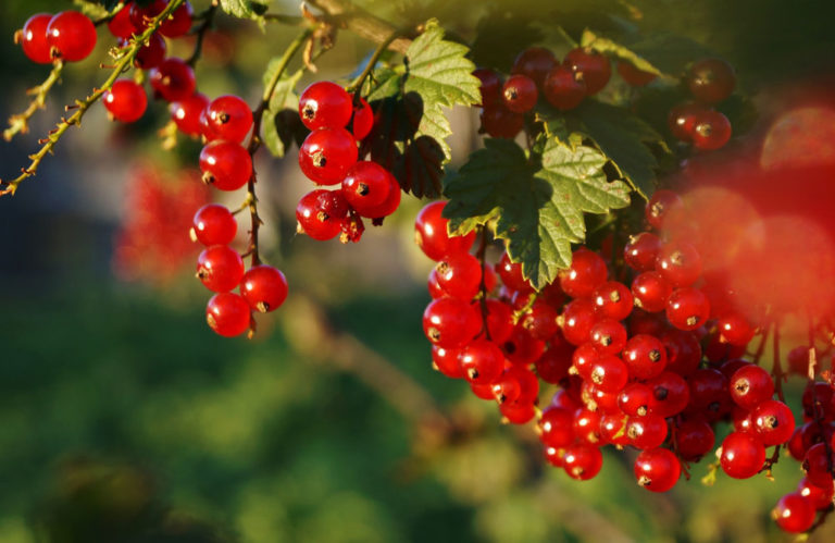 So pflanzt ihr Beerensträucher im eigenen Garten Offenberger Garten